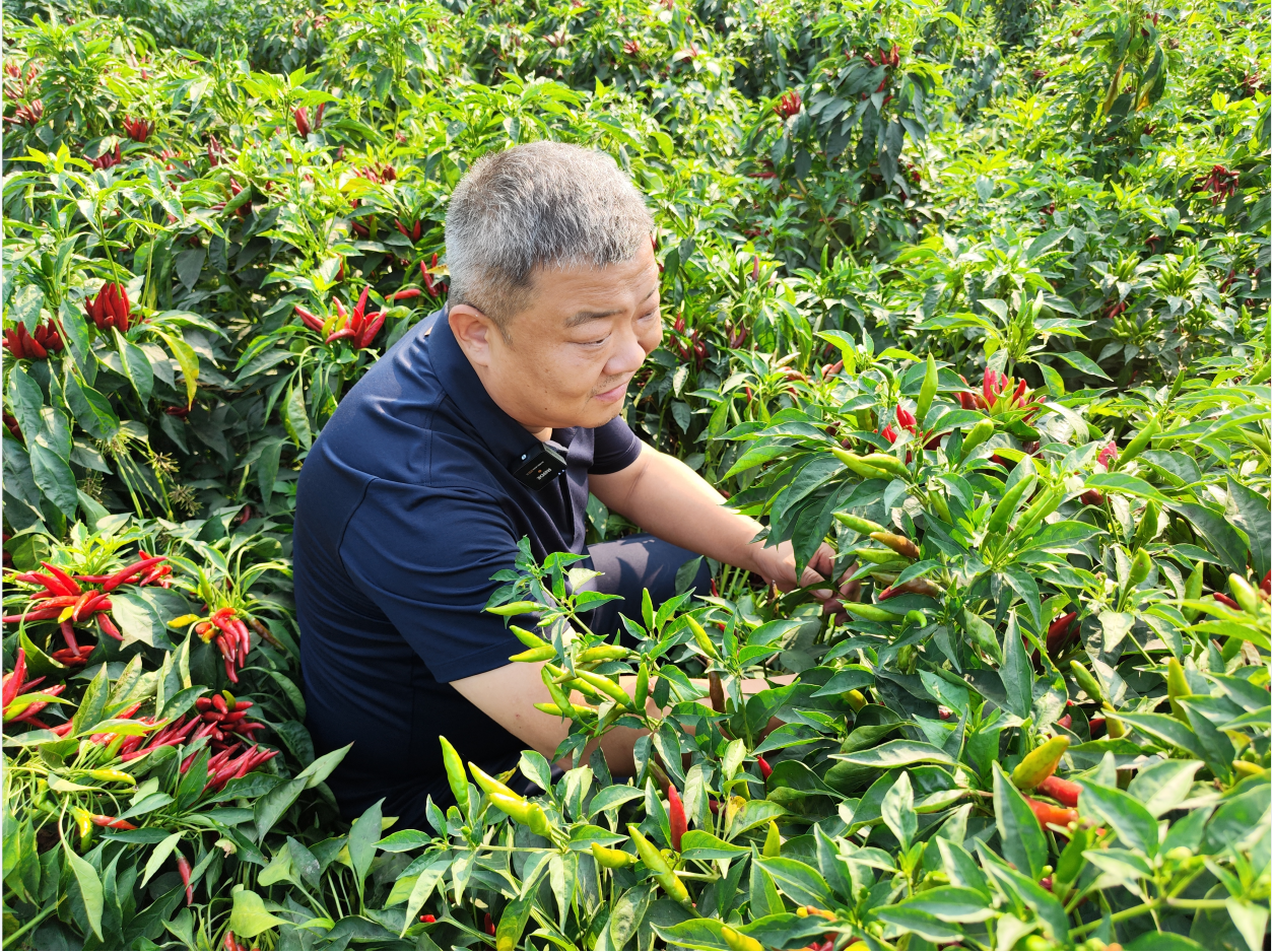 院长助力家长乡村振兴——辣椒产业基地