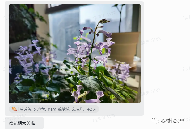 心时代伙伴——月雯养花中的鱼缸理论的智慧！